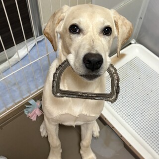 カルロス7ヶ月の可愛い子犬です！