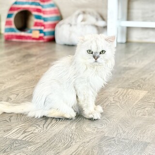 推定2022年生 ペルシャ系♂ ごぼうくん♡