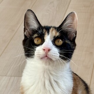 10/5高田馬場★アサリちゃん★本当は甘えたい