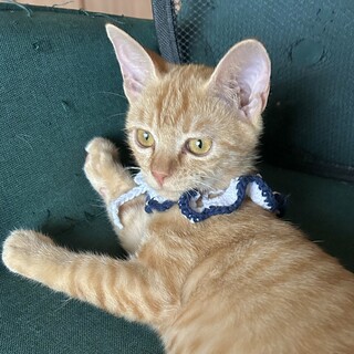 甘えん坊で短いかぎしっぽの茶トラ子猫♀エイズ陽性