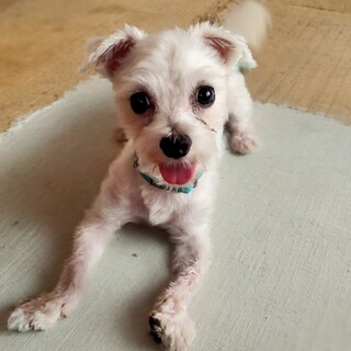 怖がりだけど好奇心旺盛な雲母(きらら)くん