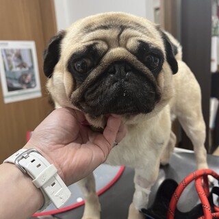 クリクリお目目で見つめる優しいパグあんこちゃん