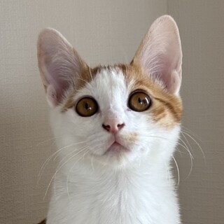 10/5高田馬場★ホタテくん★もっと甘えさせて