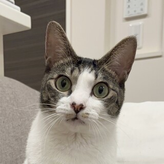 10/5高田馬場★カンナちゃん★可愛いお喋り猫さん