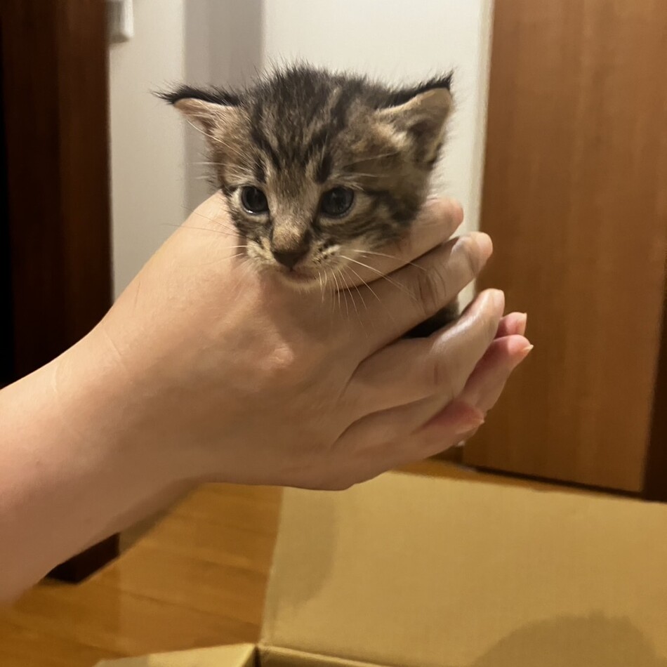 プリンのカバー写真