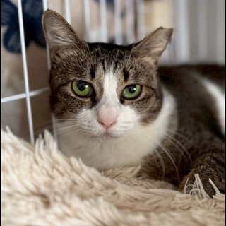 靴下を履いたゴロスリプリンセス♥嵐(らん)ちゃん♥