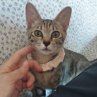 華奢♥明るい♫キジトラちゃんฅ•ω•ฅ