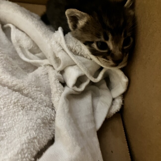 Kawaiiキジのカバー写真