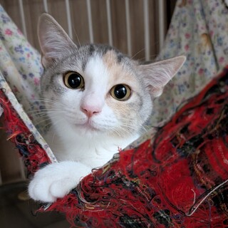 薬味４兄妹・パステル三毛しょうがちゃん