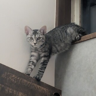 薬味４兄妹・グレーわさび君