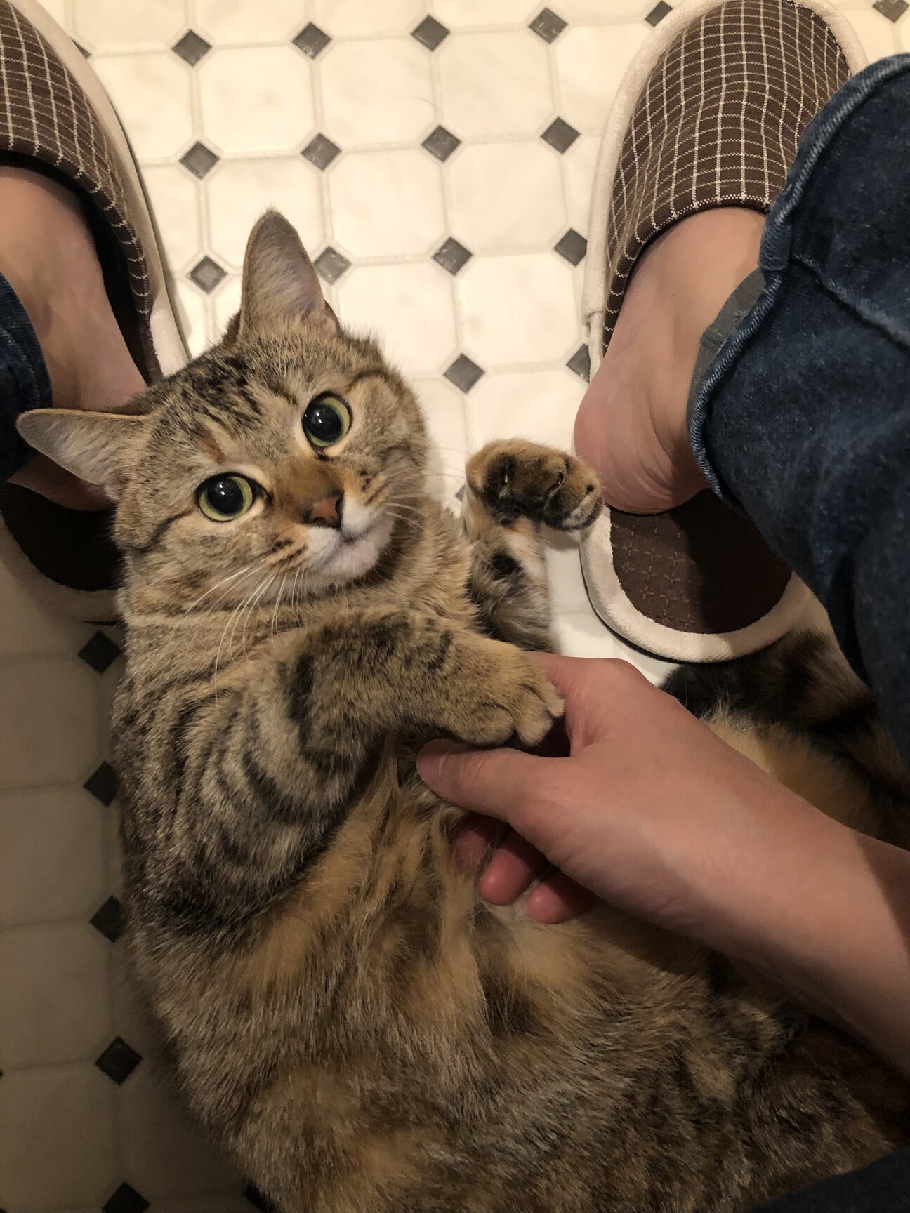 白血病陽性・甘えん坊な美人猫＊麦わら猫ムーちゃん サムネイル1