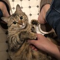 白血病陽性・甘えん坊な美人猫＊麦わら猫ムーちゃん