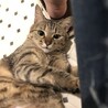 白血病陽性・甘えん坊な美人猫＊麦わら猫ムーちゃん サムネイル2