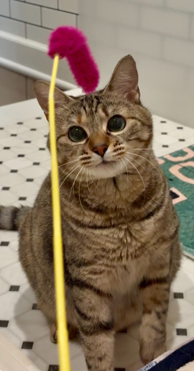 白血病陽性・甘えん坊な美人猫＊麦わら猫ムーちゃん サムネイル4