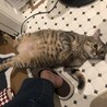 白血病陽性・甘えん坊な美人猫＊麦わら猫ムーちゃん サムネイル5