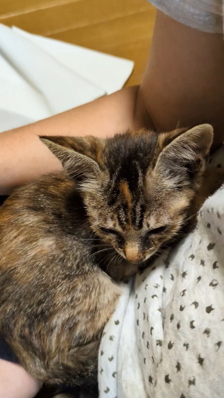 麦わら子猫みかんです。 サムネイル3