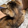 麦わら子猫みかんです。 サムネイル4