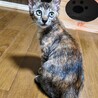 麦わら子猫みかんです。 サムネイル6