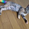 麦わら子猫みかんです。 サムネイル7
