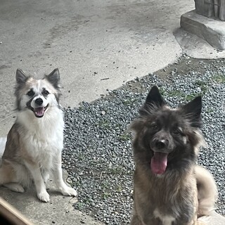 甘えん坊なワンチャンです