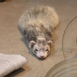 部屋の真ん中で伏せたまま真っ直ぐ眠るフェレット。 