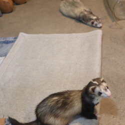 「部屋の真ん中で伏せたまま真っ直ぐ眠るフェレット。 」サムネイル2