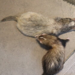 「部屋の真ん中で伏せたまま真っ直ぐ眠るフェレット。 」サムネイル3