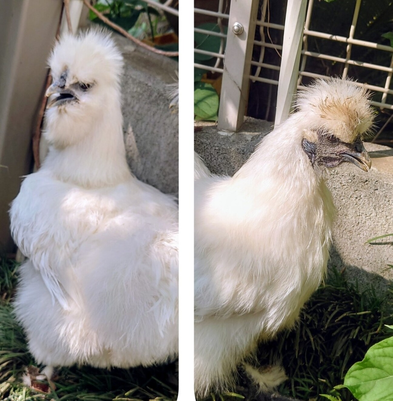 終了】烏骨鶏メス2羽」埼玉県 - 鳥の里親募集(524882) :: ペットの