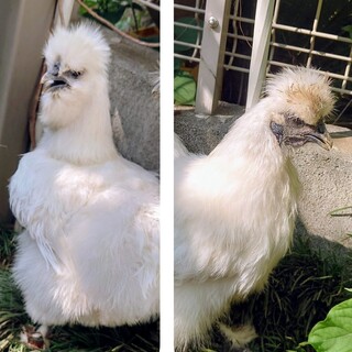 【終了】烏骨鶏メス2羽