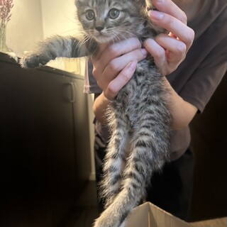 女の子ねこちゃん