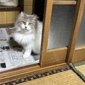 人慣れしてない老いた猫（メス）