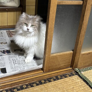 人慣れしてない老いた猫（メス）