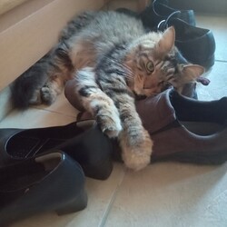 「靴の枕」サムネイル1