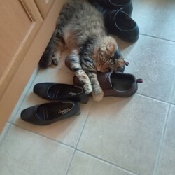 「靴の枕」サムネイル2