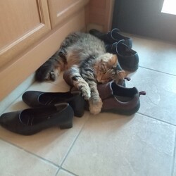 「靴の枕」サムネイル3