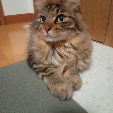 硬い床がいいニャ