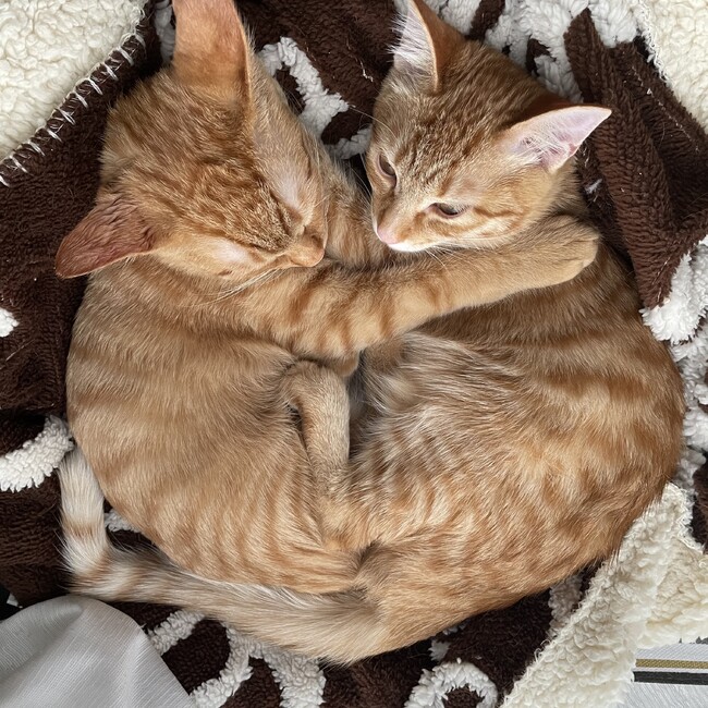 ka'zのカバー写真