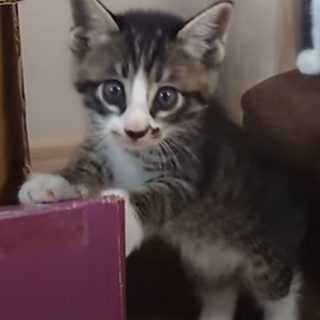 7月25日生まれ　キジ白　鍵しっぽの男の子