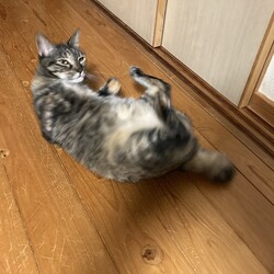 待ち遠しい秋