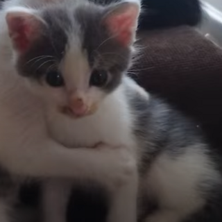 7月25日生まれ　グレー白　男の子