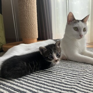 1歳くらいのキジ白の女の子