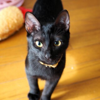 超甘えん坊な黒仔猫