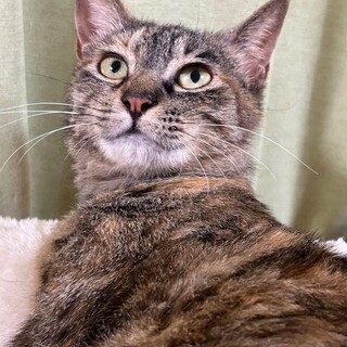 スレンダーな美人さん♪べに