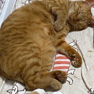 おとぼけおしゃべりな茶トラ男子♪かん