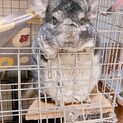 （親戚に譲渡になりました）元気なチンチラの男の子