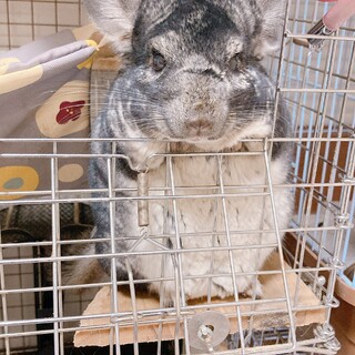 （親戚に譲渡になりました）元気なチンチラの男の子