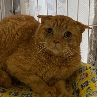 ひきこもり茶トラ男子♪まめ