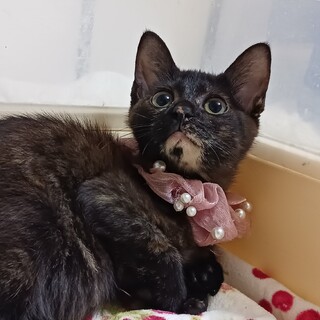 くりくりお目々が可愛いすぎるサビちゃん★