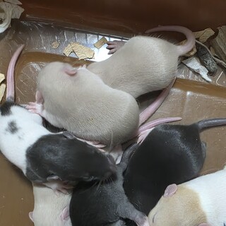 【ファンシーラット】里親さんを募集します