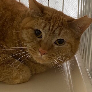 人馴れ勉強中の茶トラ女子♪ちゃこ